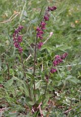 08 Braunrote Stendelwurz